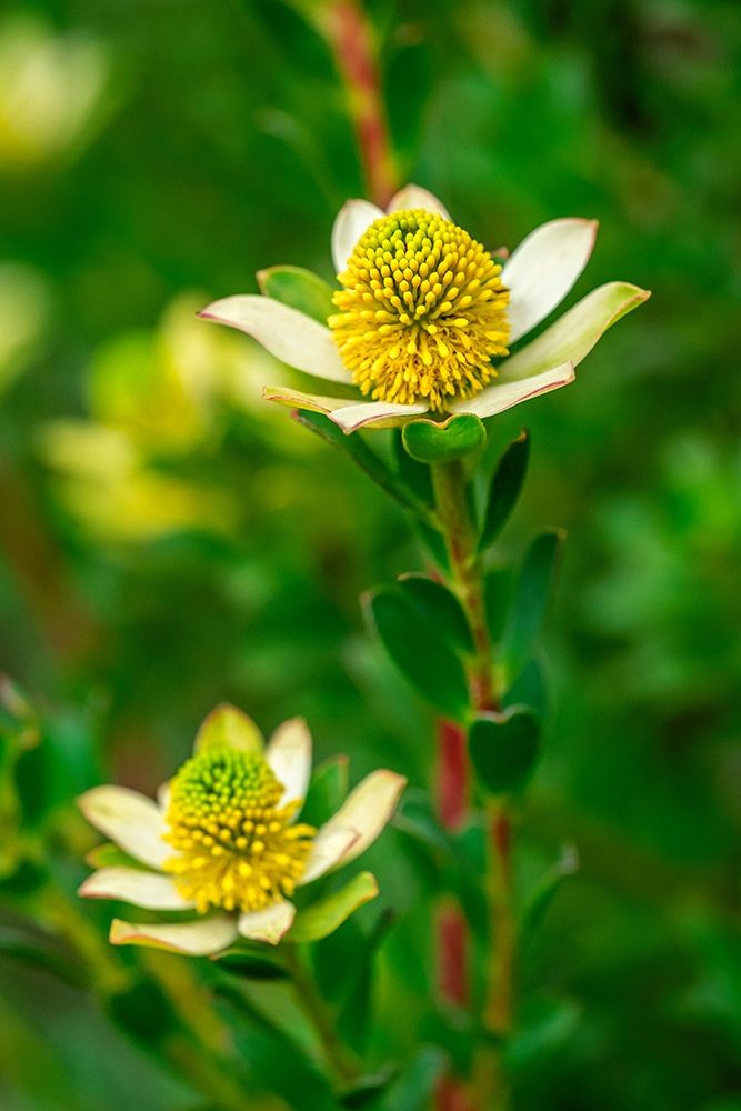 Pincushion flower
